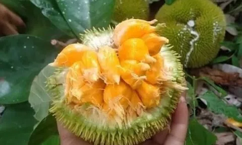 Loại quả nhỏ xíu từng bị lãng quên, nay thành đặc sản mùa hè gây 'sốt' ở thành phố: Vị chua ngọt hấp dẫn, giá tới 90.000 đồng/kg