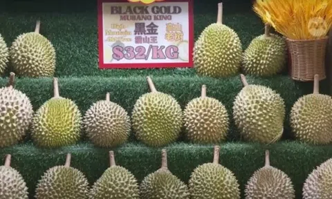 Xuất hiện thánh địa sầu riêng nơi giá giảm tới 30%, các giống sầu Malaysia đang là bá chủ