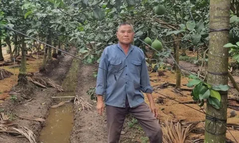 Nông dân Tiền Giang chặt vườn thanh long chuyển trồng loại quả cao vút, trái treo trên từng buồng: Giàu lên trông thấy, giúp cả hàng xóm ‘lên đời'