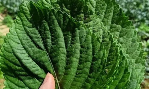 Loại lá bị bỏ quên trong vườn, được ví như ‘nhân sâm của người nghèo’: Mùa hè chế biến được nhiều món ăn ngon lại rẻ