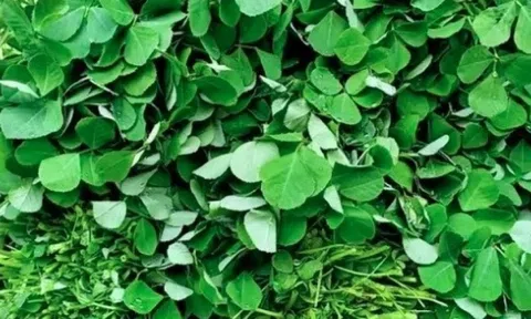 Loại rau bán khắp chợ Việt vừa được chứng minh có thể lọc được vi nhựa