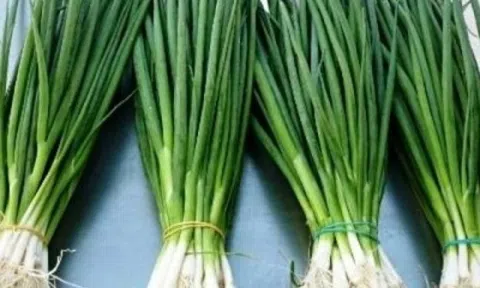 Ít ai ngờ loại gia vị quen thuộc là 'kháng sinh xanh' tốt cho phổi, đường hô hấp: Giá rẻ, dễ tìm ở chợ Việt