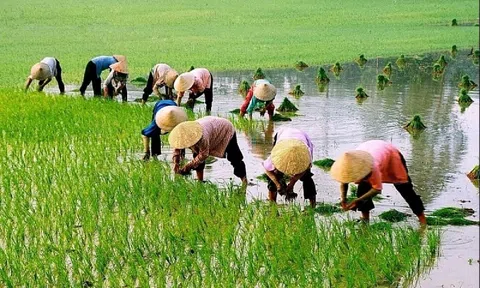 Từ 1/7, nông dân được vay đến 300 triệu không cần thế chấp