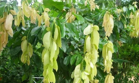 Thứ rau quê xưa chỉ trồng hàng rào chẳng ai ngó, nay lên thành phố giá cao ngỡ ngàng, nhiều người 'săn lùng'
