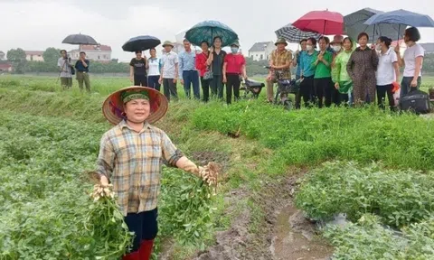 Nông dân Bắc Giang trồng cây ra củ , nhổ lên hạt chắc, năng suất lại cao: Bán rất được giá, cuộc sống ‘lên đời’ từ đây