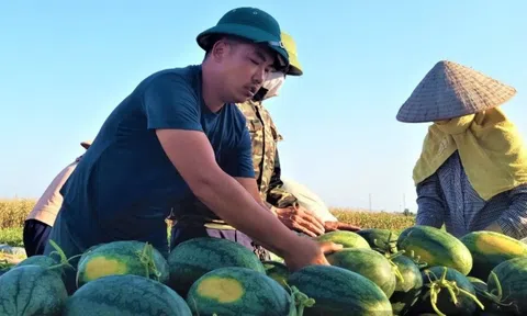 Nông dân Hải Phòng bỏ lúa chuyển sang trồng ‘vua trái cây’: Năm nay được mùa bán 23.000 đồng/kg, thương lái nườm nượp gom hàng