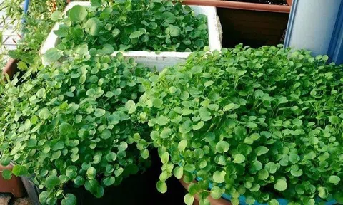Loại rau đạt điểm tuyệt đối về mật độ dinh dưỡng, được chuyên gia đánh giá là 'siêu thực phẩm' lại đang bị thị trường tiêu dùng Việt thờ ơ