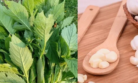 Từ cây dại ven đường thành đặc sản 'lên mâm' phố thị: Bán tới 50.000 đồng/kg, hương vị lạ khó quên