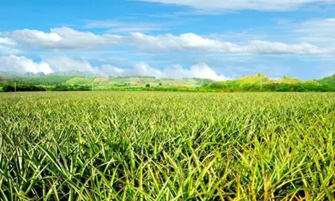 Thay vì đốt bỏ, doanh nghiệp biến 200ha lá dứa ở Nghệ An, Thanh Hóa thành sợi vải
