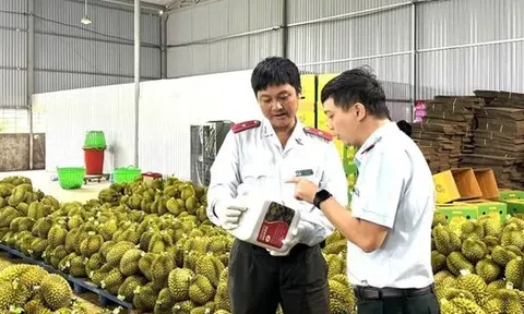 Mời chuyên gia Trung Quốc kiểm tra thực địa sầu riêng, gỡ vướng cho xuất khẩu