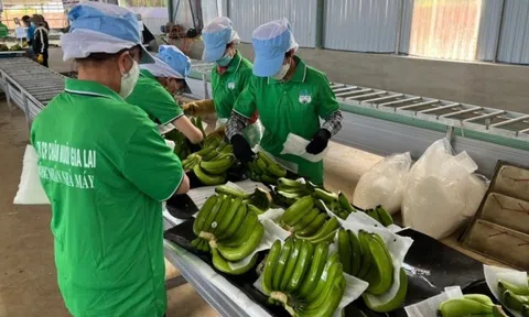 Từng ‘ôm’ nợ hơn 4.228 tỷ, bầu Đức giờ thu tiền tỷ nhờ mô hình '4 cây – 1 con': Có quả bán 140.000 đồng, Nhật đặt mua hết