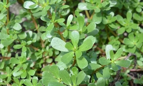 Rẻ tiền, dễ tìm, từng bị chê là 'rau nhà nghèo' nay là bộ 3 rau xanh được săn lùng vì quá bổ: Rẻ mà lợi đủ đường