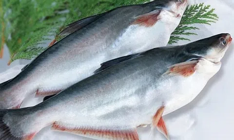 Cá tỷ đô của Việt Nam: 'Gương mặt vàng' trong ngành thủy sản thế giới, chiếm gần trọn thị phần xuất khẩu