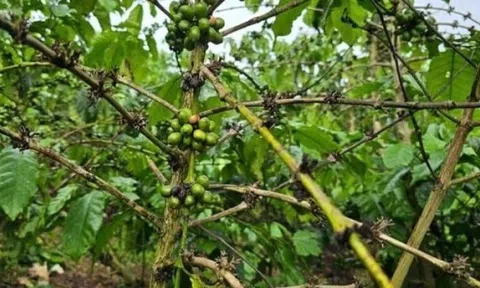 5,5ha cà phê vàng lá, rụng quả, chết cành bất thường sau bón phân, chủ vườn Lâm Đồng cầu cứu chính quyền