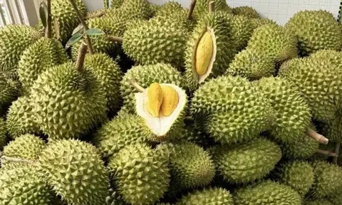 Sầu riêng Việt đón chuyên gia Trung Quốc: Cú hích xuất khẩu, "mở khóa" thị trường tỷ đô