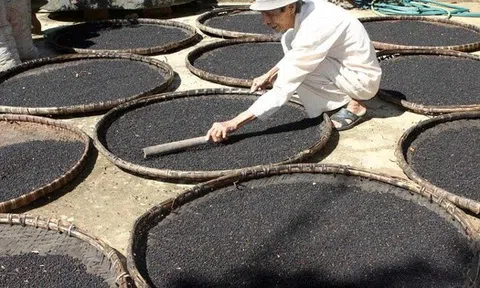 Hàng chục nghìn tấn "vàng đen" của Việt Nam ồ ạt tràn vào Mỹ, Đức, là mặt hàng VN xuất đi hơn 125 nước