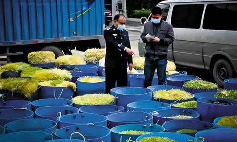 Theo dõi căn nhà chỉ sáng đèn lúc 4 giờ sáng, triệt phá xưởng 'hô biến' giá đỗ bằng hóa chất độc hại