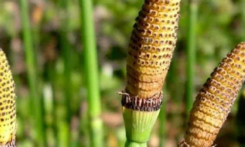 Loại cây dại tưởng vô giá trị, hóa ra là 'báu vật' của làng quê Việt ít ai biết, giá tới 290.000 đồng/kg