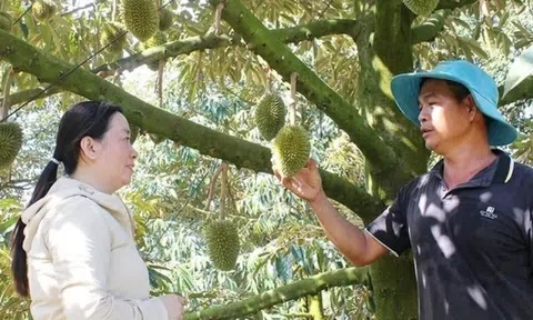 Nông dân Đồng Nai từng bị 'gièm pha' vì bán vàng trồng ‘cây tỷ đô’, nay 'phất lên như diều gặp gió', lợi nhuận 2 tỷ đồng/năm
