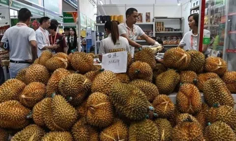 112 trang trại của láng giềng Việt Nam được xuất khẩu sầu riêng sang Trung Quốc