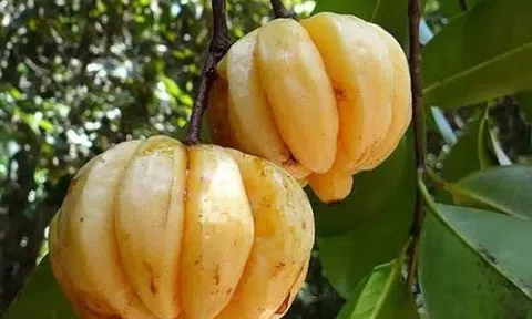 Quả mọc hoang trên rừng tưởng bình thường, giá lên tới 180.000 đồng/kg: Mùa hè dân thành phố lùng mua ăn dần