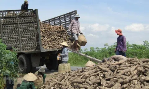 Không phải gạo hay cà phê, thứ này mới khiến Trung Quốc có bao nhiêu mua bấy nhiêu: Việt Nam thu về gần 700 triệu, cạnh tranh ngôi vương với Thái Lan
