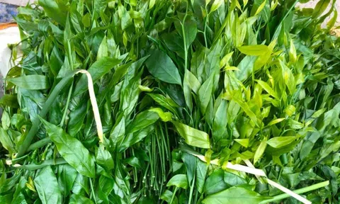 Rau ngót có giá 200.000 đồng/kg nhưng liên tục 'cháy hàng'
