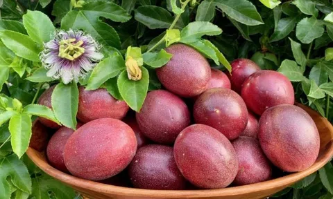 Một 'sản vật' triệu đô khiến thị trường khó tính cũng phải mê: Sản lượng 200.000 tấn/năm, Việt Nam là nước trồng nhiều nhất thế giới