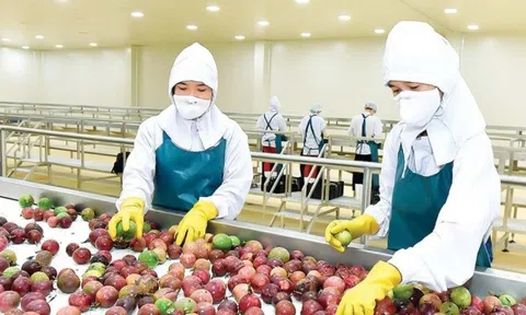 Nông dân Việt thu hoạch mỗi năm 200.000 tấn quả đặc biệt, xuất khẩu tăng trưởng hơn 300%, Mỹ cũng 'gật đầu' nhập hàng