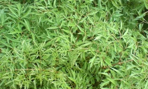 Loại cây được ví như ‘nhân sâm nhà nghèo’, điều trị được cả tá bệnh: Có sẵn trong vườn nhà, nếu mua cũng chỉ vài chục nghìn