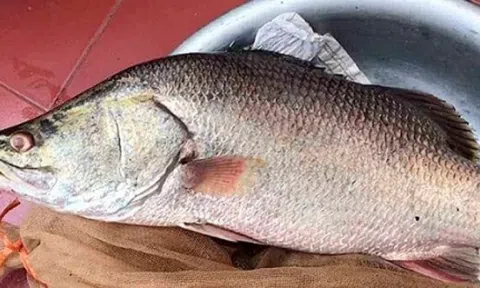 Nuôi loài cá 'bình dân' ngoài chợ, dinh dưỡng không kém cá hồi đắt đỏ, lão nông Thanh Hóa lãi đều tay hàng trăm triệu mỗi năm