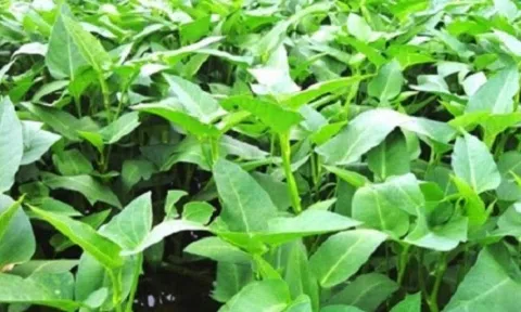 Loại rau tốt như 'tiên dược' mùa hè, bổ dưỡng bất ngờ: Chỉ 5.000 đồng/mớ, chợ nào cũng bán la liệt