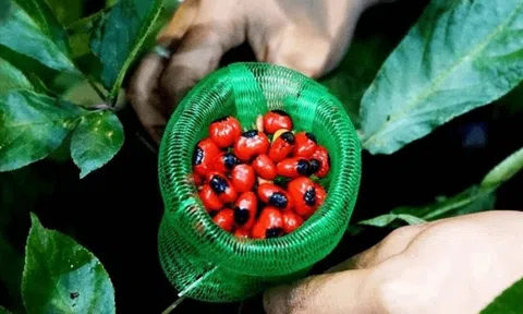 Loại hạt là 'quốc bảo' của Việt Nam, đắt hơn vàng ròng, giá 240 triệu đồng/kg vẫn không có hàng bán