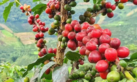 Thuế quan của ông Trump đối với Brazil làm rung chuyển thị trường cà phê