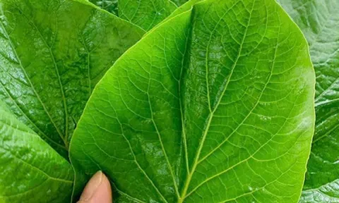Loại rau rừng lạ lẫm xưa không ai biết nay được dân sành ăn săn lùng, giá cao vẫn đắt hàng