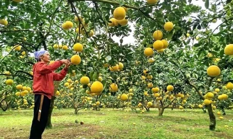 Nông dân Phú Thọ không cam chịu nghèo khổ, bỏ lúa sang trồng cây quả treo lủng lẳng trên cành: Đã xuất khẩu sang Mỹ, Anh