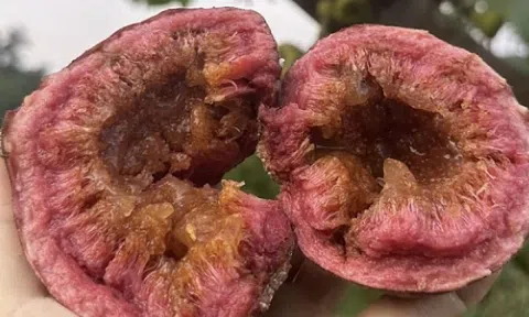 Trái dại 'ngọt như rót mật' xưa chín rụng đầy gốc không ai ngó, nay thành đặc sản hiếm, giá cao vẫn hút khách