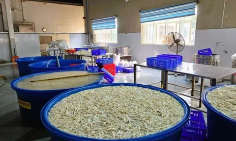 Phát hiện gần 7 tấn chân gà ngâm hóa chất tại kho đông lạnh ở Thanh Hoá