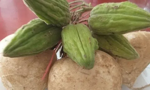 Đặc sản rừng Tây Bắc 'gây sốt' mỗi độ vào mùa, giá tới 70.000 đồng/ kg, dân sành ăn săn lùng