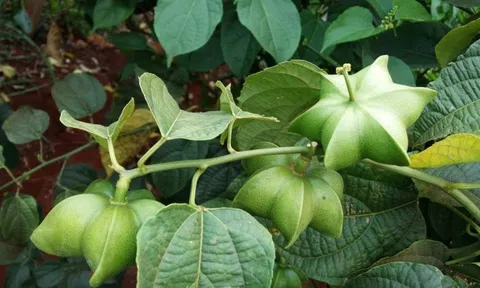 Loại hạt đắt đỏ bậc nhất thế giới, không ngờ mọc đầy ở Việt Nam