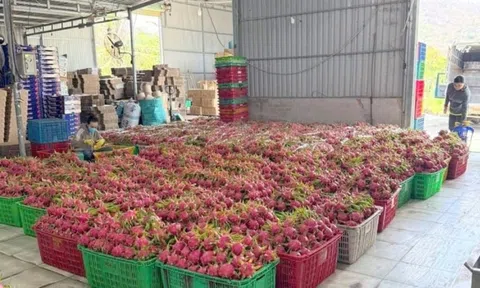 Nông dân Bình Thuận 'ngồi trên đống lửa' khi hàng trăm tấn đặc sản đạt chuẩn GlobalGAP đứng trước nguy cơ hóa đá trong kho lạnh