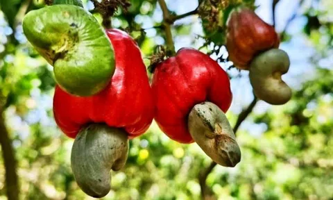 Vượt Mỹ, Trung Quốc chi 526 triệu USD mua loại hạt ‘siêu thực phẩm’ của Việt Nam