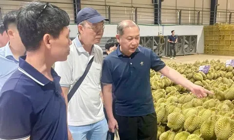 Chuyên gia Trung Quốc giám sát vùng trồng sầu riêng Lâm Đồng