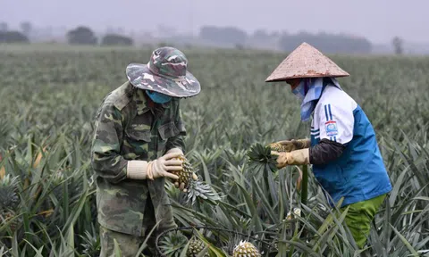 Không chỉ 1 tỷ USD, 4 loại trái cây này có thể giúp Việt Nam thu chục tỷ mỗi năm