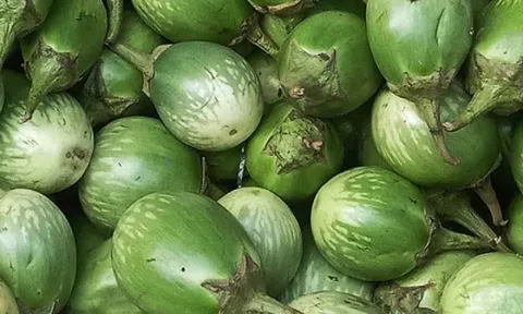 Từng rụng đầy gốc không ai nhặt, loại quả đắng ngắt này nay thành món ngon 'độc lạ', giá tới 120.000 đồng/kg
