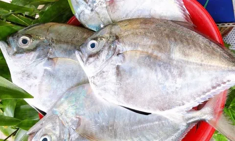 Cá không vảy, tên lạ gây sốt giới sành ăn Lâm Đồng với mức giá 200.000 đồng/kg