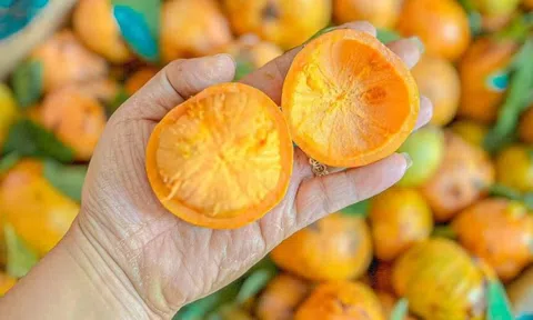 Quả mọc dại trên rừng thành đặc sản mùa hè, đến mùa thành 'mỏ tiền', dân hái về bán 180.000 đồng/kg