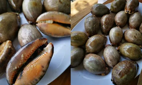 Đặc sản 'trời ban' ở biển Việt có tên thú vị, ăn giòn dai, thơm ngon giá lại hợp túi tiền
