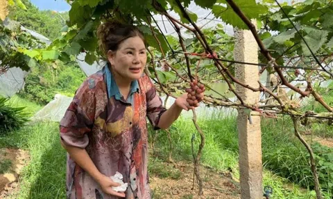 Nông dân Lạng Sơn chi 7 tỷ trồng quả là ‘viên ngọc quý’ giữa núi non: Sẽ đầu tư mạnh tay hơn, du khách nô nức tới check in