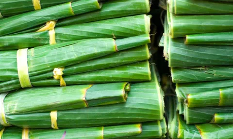 Loại lá người Việt dùng gói bánh, gói xôi "thăng hạng" thành mặt hàng triệu đô, xuất khẩu khắp Âu Á